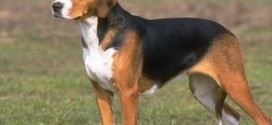 American Foxhound - picture