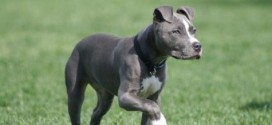 American Pit Bull Terrier - picture