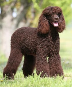 American Water Spaniel - picture