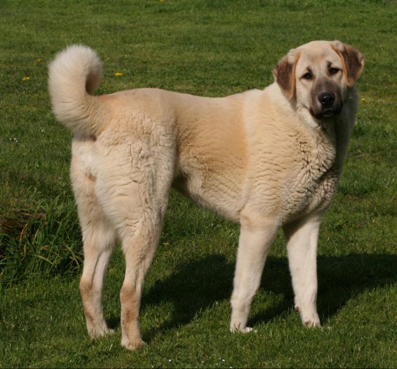 Anatolian Shepherd Dog - picture