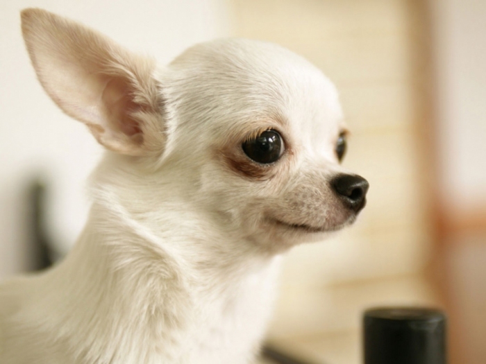 Different types of Chihuahuas