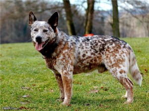 Australian Cattle Dog - picture