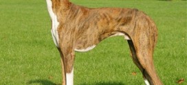 Azawakh - dog breed picture