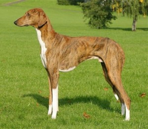 Azawakh - dog breed picture