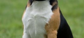 Beagle - picture
