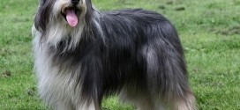 Bearded Collie - picture