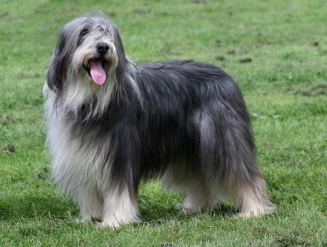 Bearded Collie - picture
