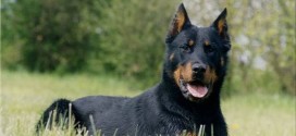 Beauceron - picture