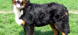 Bernese Mountain Dog - picture