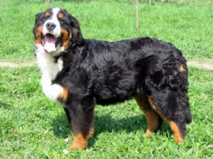 Bernese Mountain Dog - picture