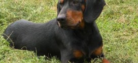 Black and Tan Coonhound - picture