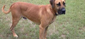 Black Mouth Cur - picture