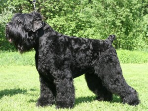Black Russian Terrier - picture