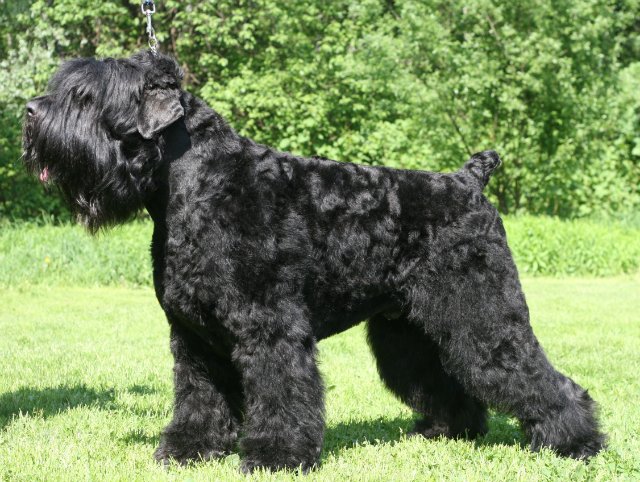 Black Russian Terrier dog breed information, pictures and ...