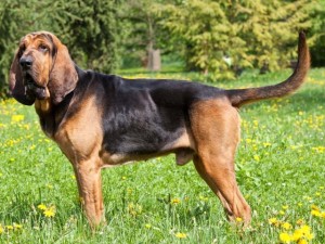 Bloodhound - picture