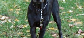 Blue Lacy - picture