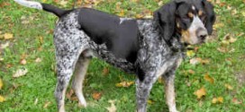 Bluetick Coonhound - picture