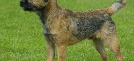 Border Terrier - picture