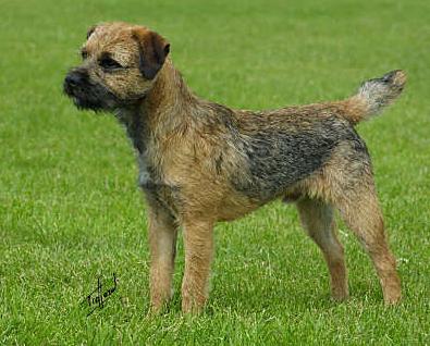Border Terrier - picture