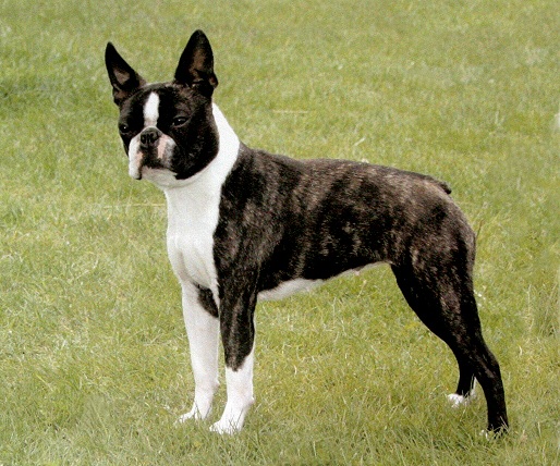Boston Terrier dog breed information, pictures and facts | alldogsworld.com