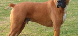 Boxer dog breed - picture