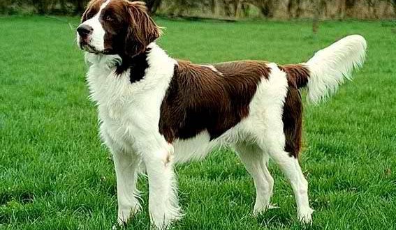 Brittany Spaniel dog breed information, pictures and facts 