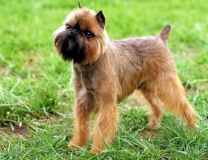 Brussels Griffon - picture