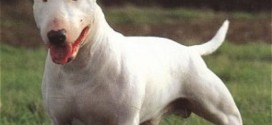 Bull Terrier - picture