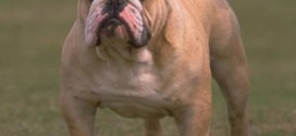 Bulldog - picture