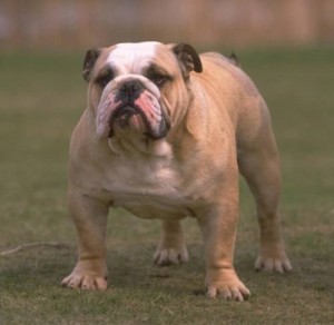 Bulldog - picture