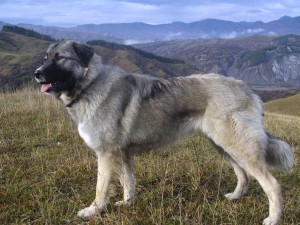 Carpathian Sheepdog - picture