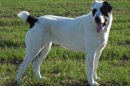 Download Central Asian Shepherd dog breed information, pictures and facts | alldogsworld.com