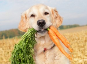 dog with carrots - picture