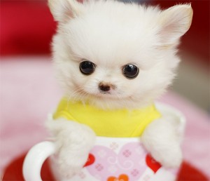 white teacup dog - pictute
