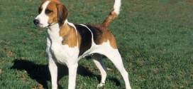 English Foxhound - picture