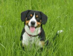 Entlebucher Mountain Dog breed information, pictures and facts ...