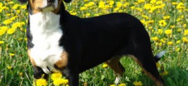 Entlebucher Mountain Dog - picture