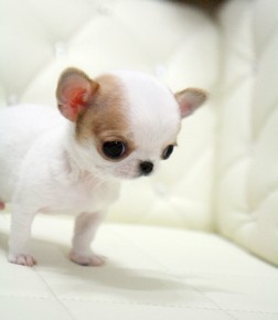 Micro Teacup Chihuahua puppy - picture