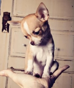 Teacup Chihuahua Puppy - photo