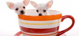 Teacup Chihuahuas - picture