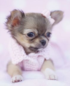 Tiny Chihuahua - picture