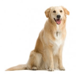 How to train your dog to sit - Picture of sitting dog