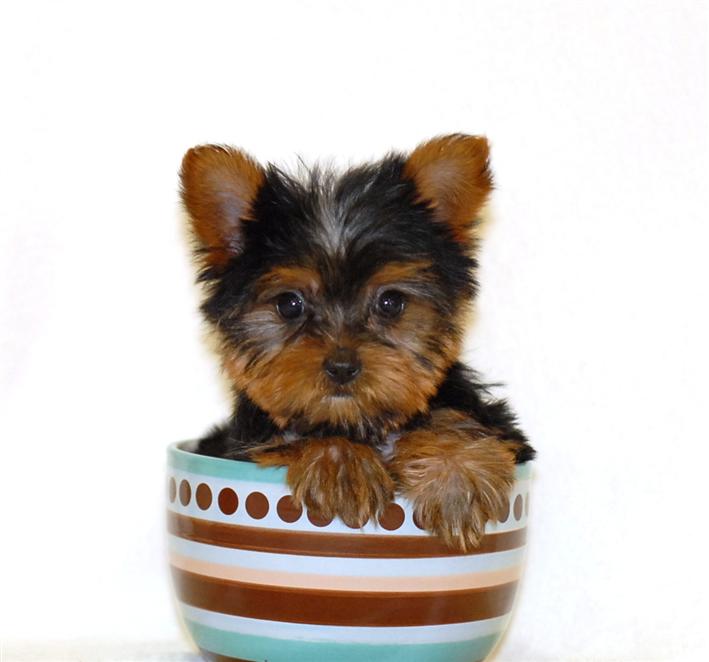 teacup-yorkies-health-care-information-and-facts-about-teacup