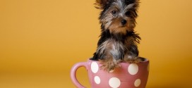 picture of a Tiny Teacup Yorkie