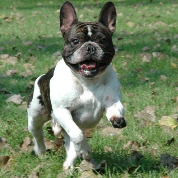 French Bulldog picture