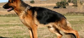 German Shepherd Dog - picture