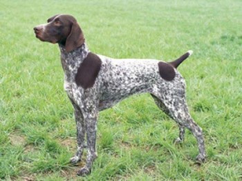 German Shorthaired Pointer - picture