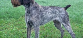 German Wirehaired Pointer - picture