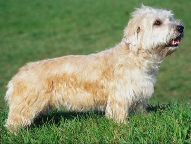 Glen Of Imaal Terrier dog breed information and facts | alldogsworld.com