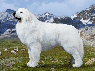 Great Pyrenees - picture